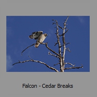 Falcon - Cedar Breaks